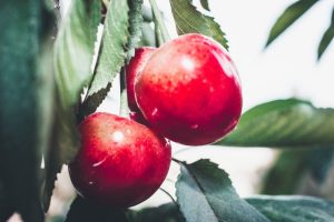 bảo quản trái cây táo