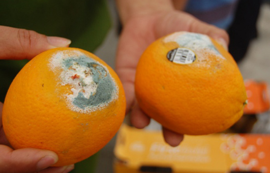 công nghệ bảo quản trái cây trong kho lạnh