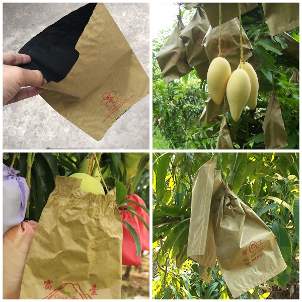 túi bọc xoài taiwan, túi bọc chuối chống côn trùng (1)